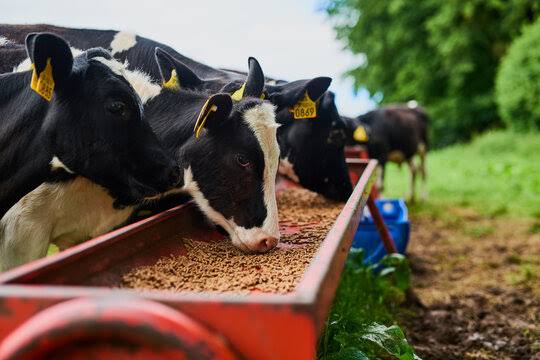 Premium Cattle Feed - Aggarwal Industries Machhiwara